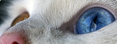 オッドアイ：2色の異なる色の目を持つ猫たち（画像・動画 : カラパイア