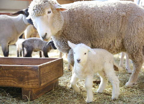 【モコモコ速報】千葉の牧場で羊さんが赤ちゃんを出産　「フワフワ生まれたよ」とてもかわいい : もふもふちゃんねる。