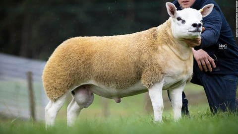 羊１頭、史上最高額の５２００万円で落札　英国 - CNN.co.jp